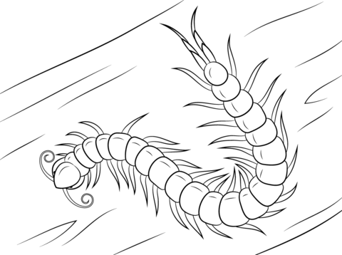 Chinese Red Headed Centipede Coloring Page